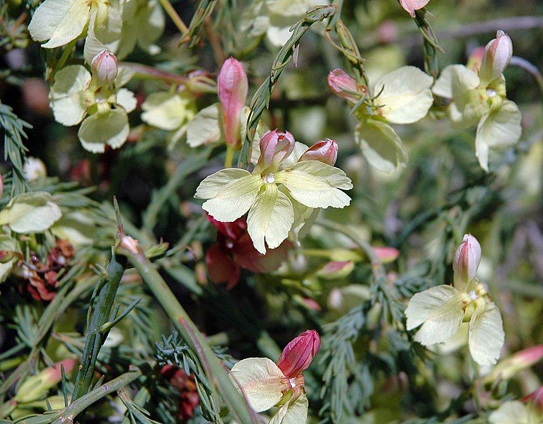 File:Lechenaultia linarioides.jpg