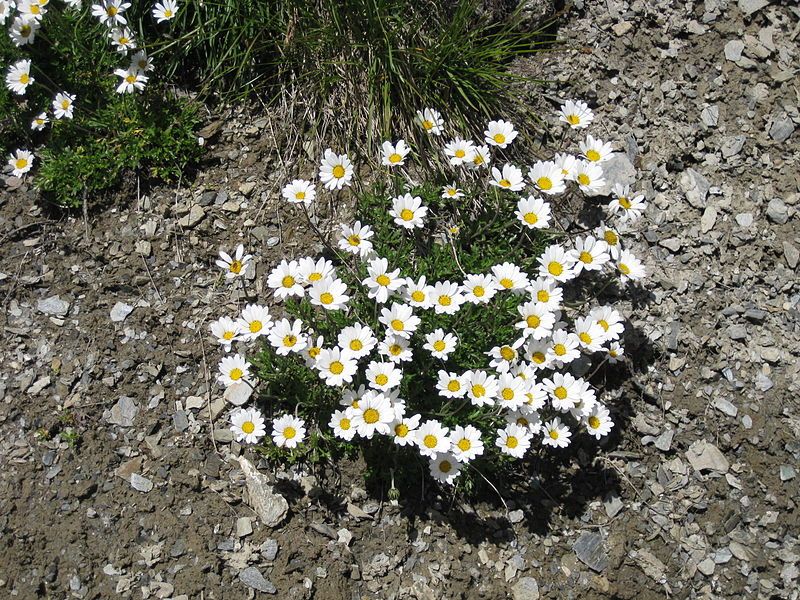 File:Leucanthemopsis alpina004.jpg