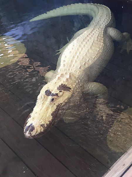 File:LeucisticAlligator.jpg