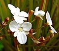 Libertia peregrinans