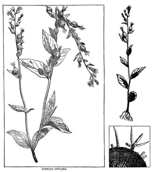 File:Lobelia inflata, drawing.jpg