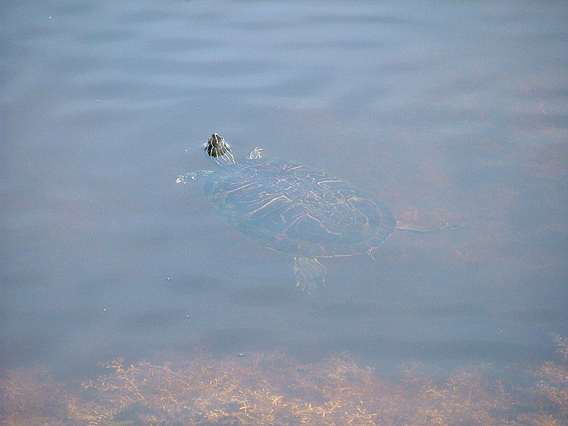 File:LoxahatcheeTurtle.jpg