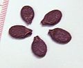 Luffa acutangula seeds. Each division of the ruler is 1 mm. Seeds of Luffa aegyptiaca look similar.