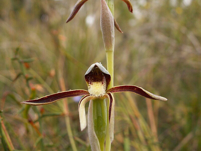 File:Lyperanthus serratus (02).JPG