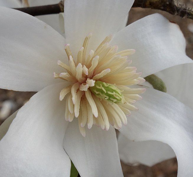 File:Magnolia salicifolia flower.jpg