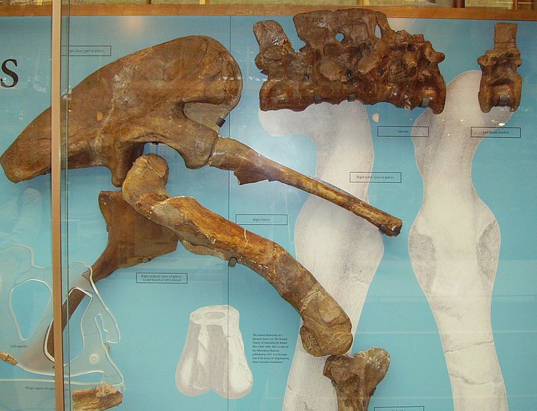 File:Megalosaurus fragments.JPG