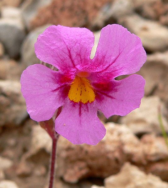 File:Mimulus bigelovii 5.jpg