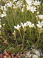 Cherleria laricifolia