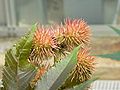 Ricinus communis