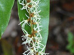 Close up of flowers