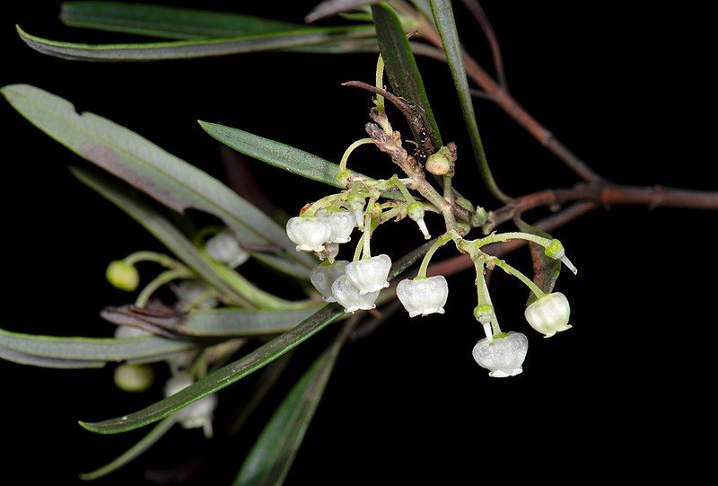 File:Ornithostaphylos oppositifolia 32527264.jpg