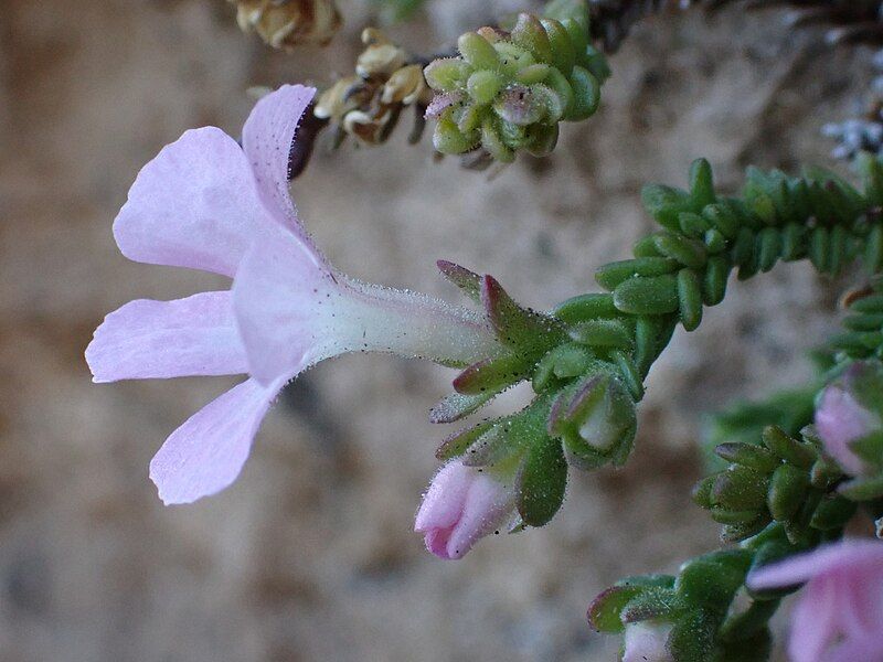 File:Ourisia microphylla 403768761.jpeg