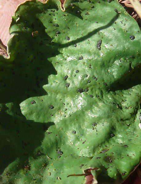 File:Peltigera leucophlebia 300808a.jpg