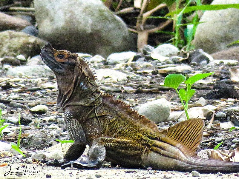 File:Philippine Sailfin Dragon.jpg