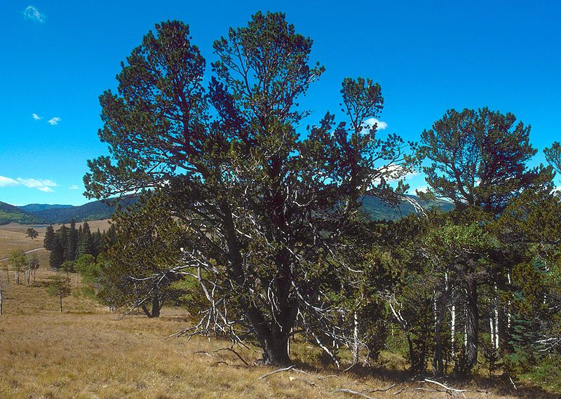 File:Pinus flexilis USDA.jpg