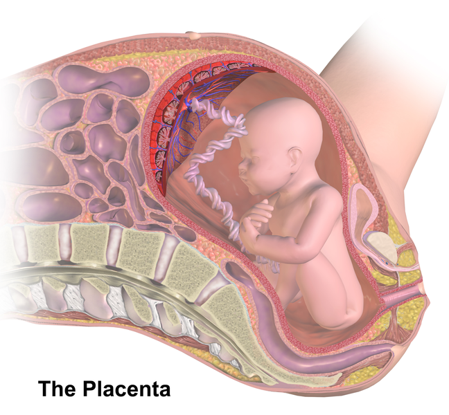 File:Placenta.png