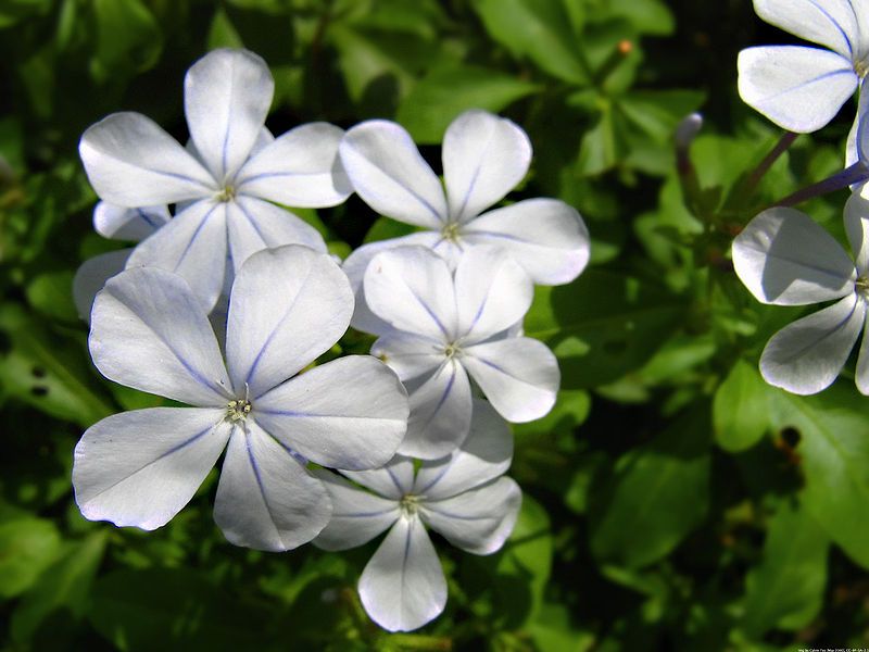 File:Plumbago.jpg