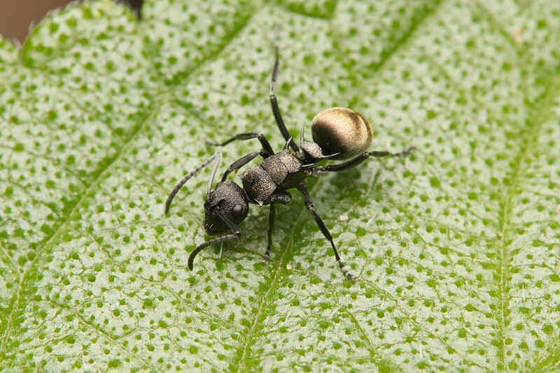 File:Polyrhachis mjobergi.jpg