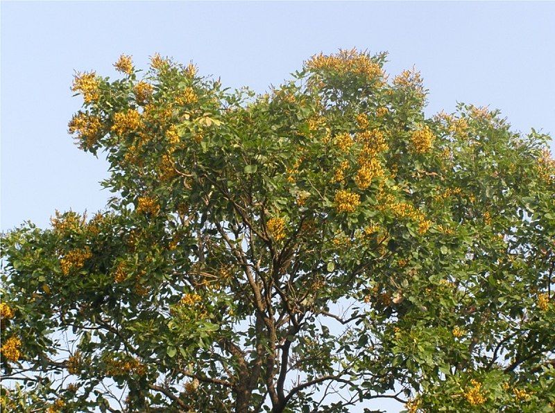 File:Pterocarpus marsupium 1.jpg