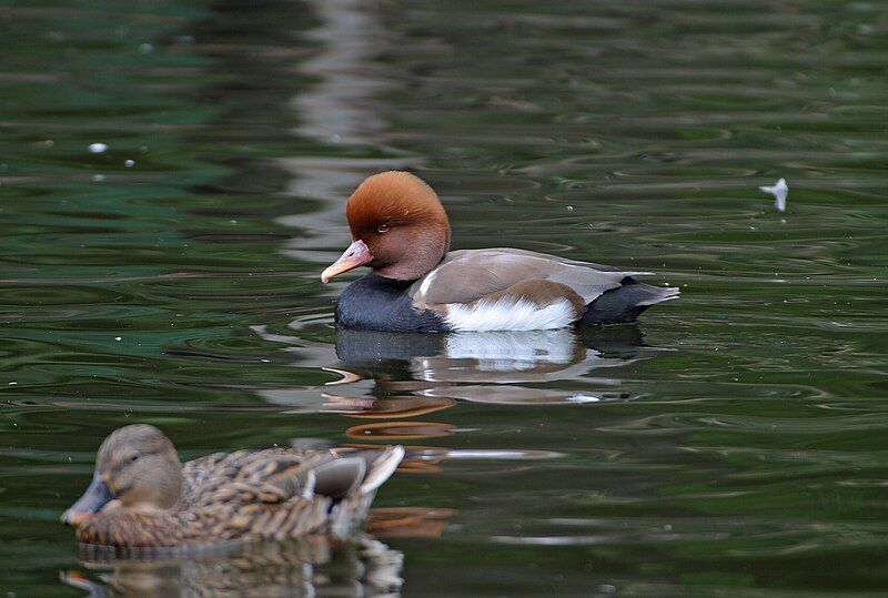 File:Red-crested Pochard, pdphoto.jpg