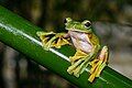 Image 8Wallace's flying frog (Rhacophorus nigropalmatus) (from Flying frog)