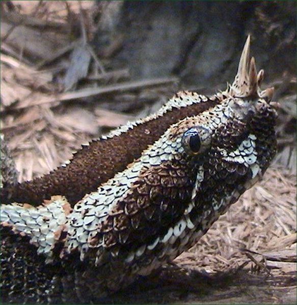 File:Rhino viper.jpg