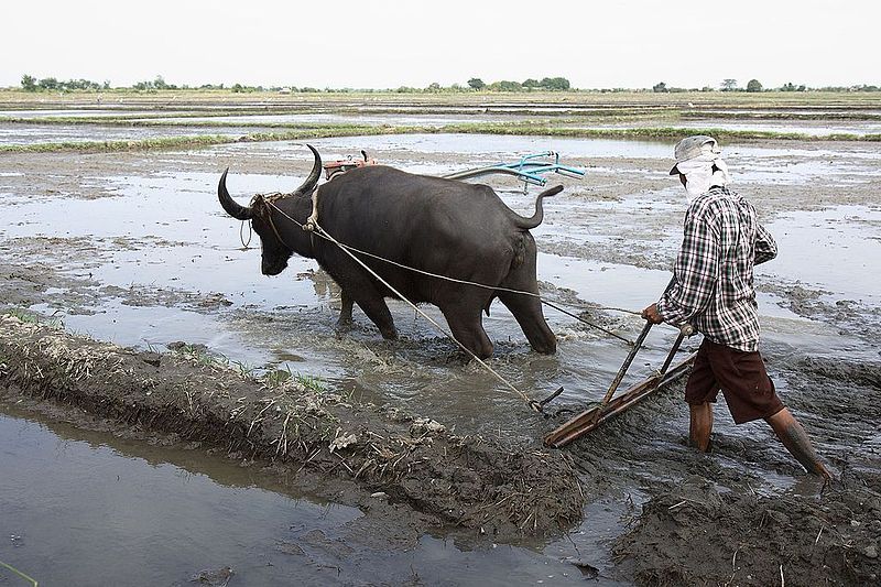 File:RiceFields 09659rt (4197233585).jpg