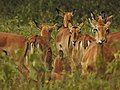 Herd of Gazelles