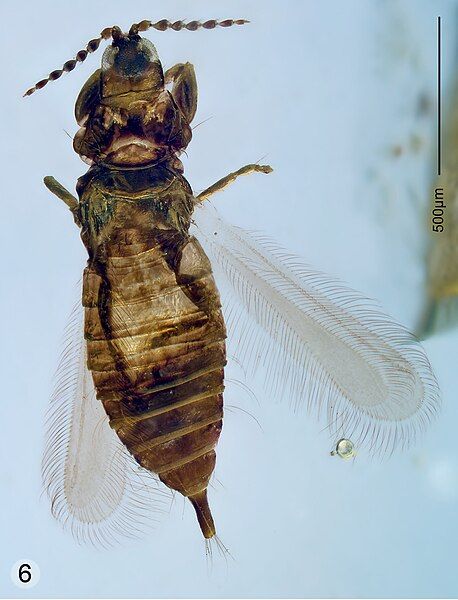 File:Rohrthrips patrickmuelleri.jpg