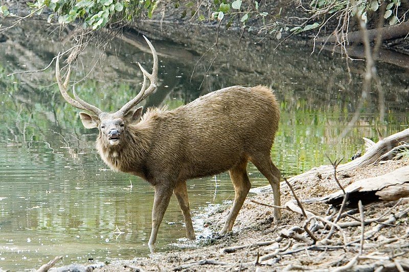 File:Sambardeer2.jpg