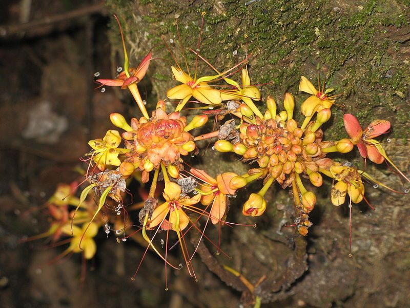 File:Saraca thaipingensis.JPG