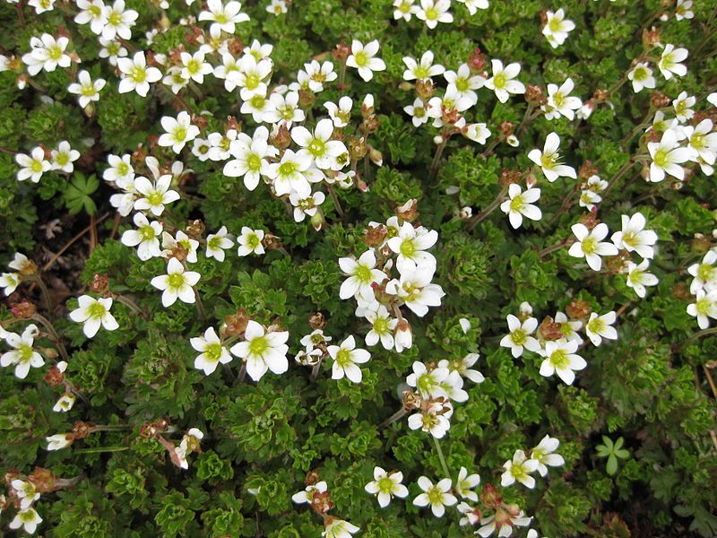 File:Saxifraga praetermissa 001.JPG