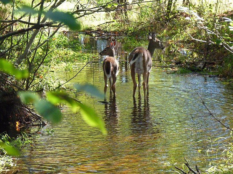 File:Schmeeckle reserve deer.jpg