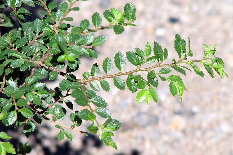 File:Seiju elm foliage.jpg