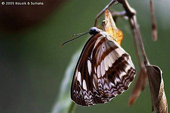 Ventral view