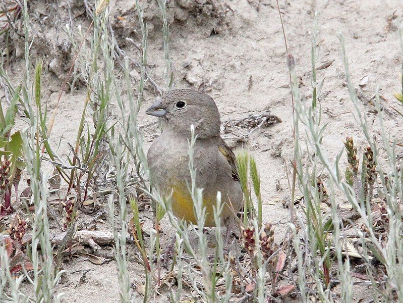 File:Sicalis lebruni.jpg