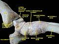 Ankle joint. Deep dissection.