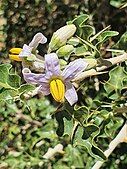 Solanum arundo