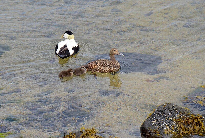 File:Somateria mollissima, Iceland.jpg