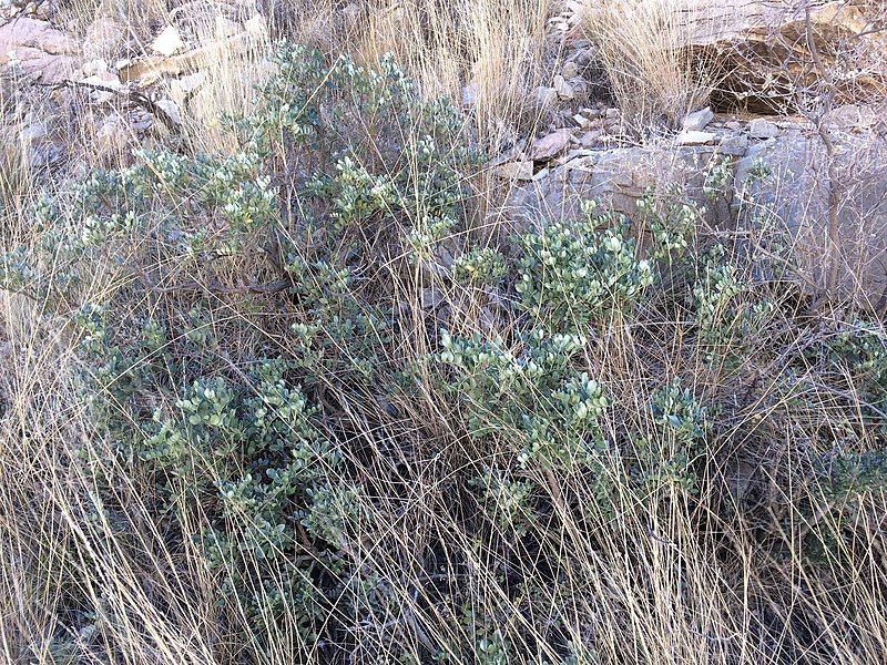 File:Sophora gypsophila.jpg