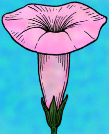 Diagram of sympetalous flower