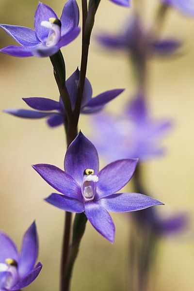 File:Thelymitra alpina.jpg