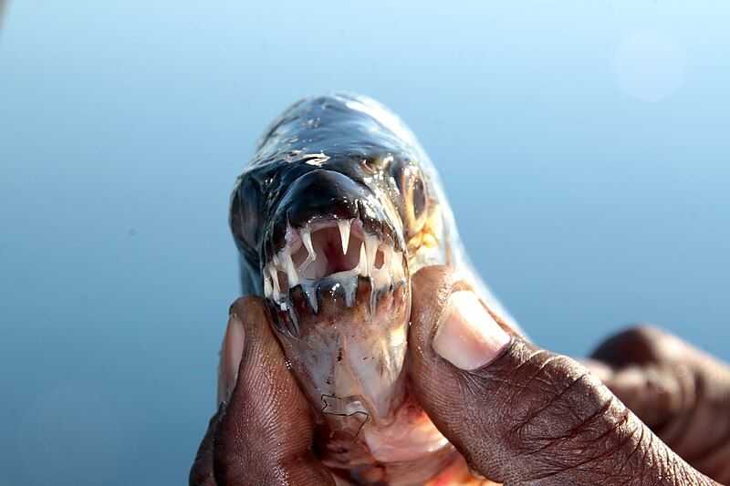 File:Tigerfisch Okavango.jpg