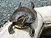 Trachemys scripta elegans