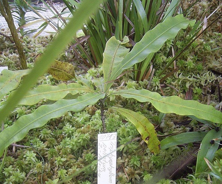 File:Triphyophyllum peltatum.jpg