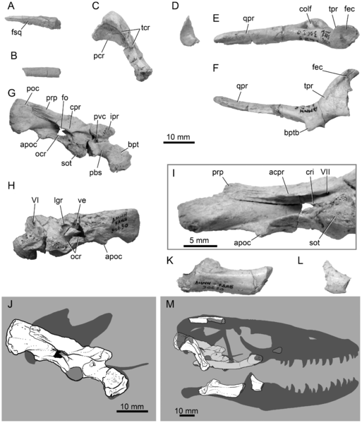 File:Varaneades skull.png