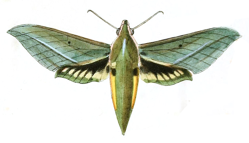 File:Xylophanes virescens.png