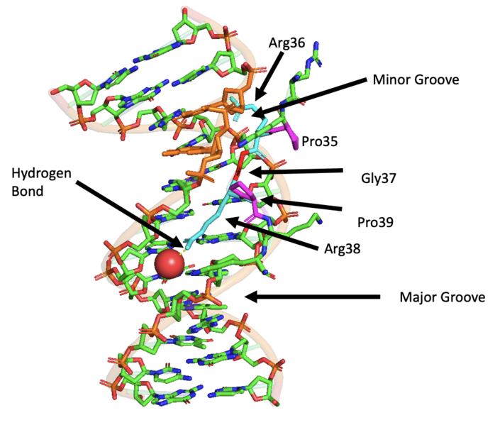 File:AT-hook PyMol.png