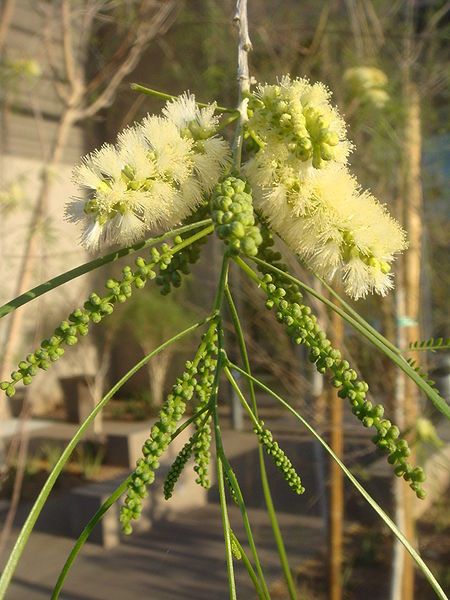 File:Acacia-willardiana-20080324.JPG