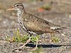 Spotted sandpiper